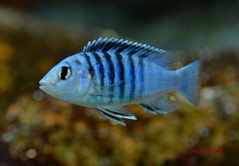 Labidochromis chisumulae 'Chizumulu Island'